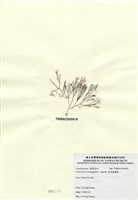 藏品(傘房龍鬚菜)的圖片